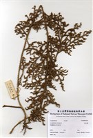 藏品(過山龍)的圖片
